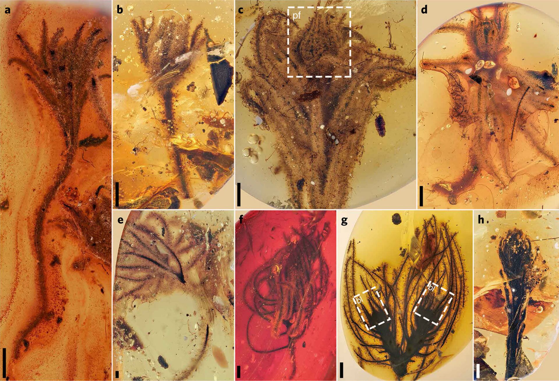 Diversidade morfológica de Eophylica priscastellata (imagens a-g) e Phylica piloburmensis (h) em âmbar do norte de Mianmar - Sputnik Brasil, 1920, 07.02.2022