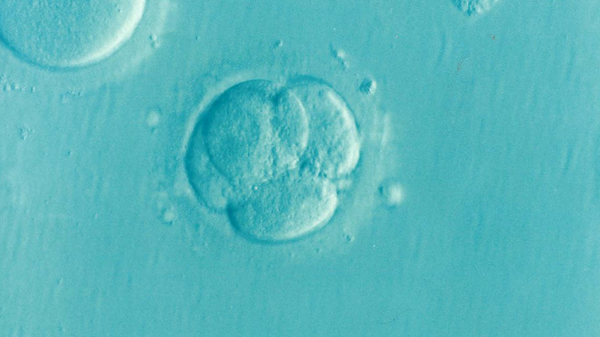 Microfertilização embrionária (Imagem de referência) - Sputnik Brasil