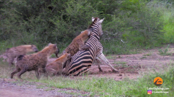 Zebra atacada por hienas (imagem referencial) - Sputnik Brasil