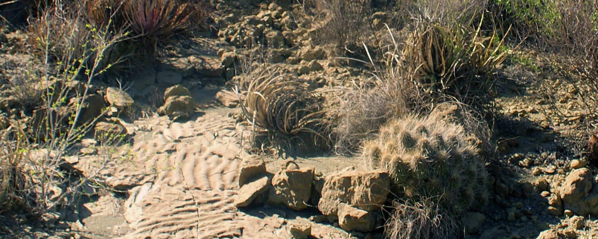 Local no México onde foram encontradas pegadas de dinossauros pela Universidade Nacional Autônoma do México - Sputnik Brasil, 1920, 08.02.2022