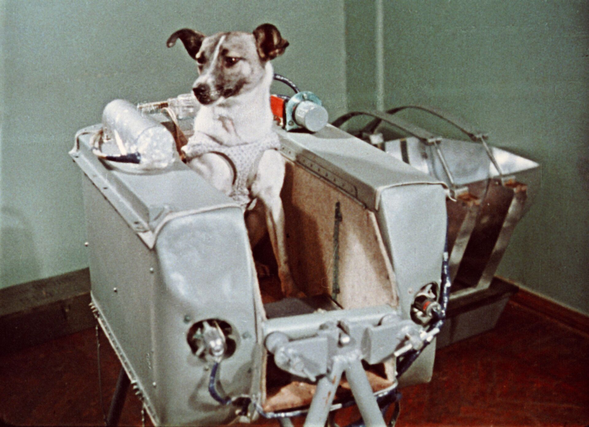 Laika foi o primeiro animal a ser enviado para a órbita do planeta Terra - Sputnik Brasil, 1920, 10.02.2022