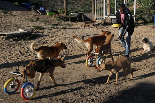 Cuidador de animais palestino Said Al-Aer alimenta cachorros, alguns com patas paralisadas. - Sputnik Brasil