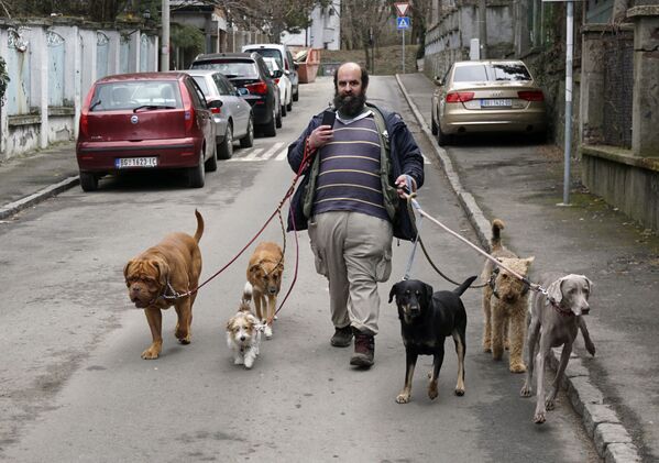 Homem passeia com cachorros em Belgrado, Sérvia. - Sputnik Brasil