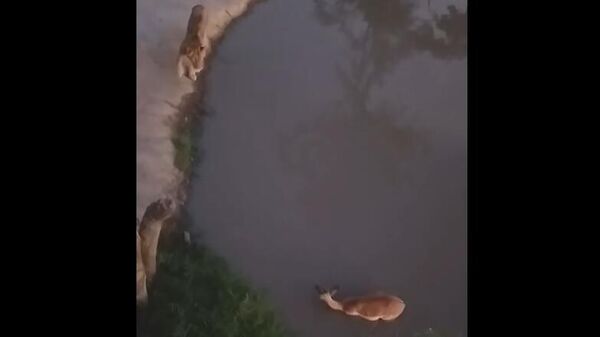 Leão captura impala que se banhava tranquilamente - Sputnik Brasil