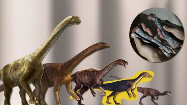 'Bisavô' dos dinossauros que viveu na América do Sul há 230 milhões de anos é encontrado no Brasil - Sputnik Brasil