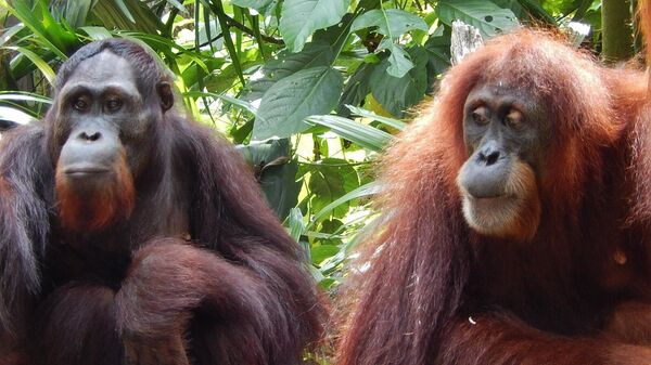 Orangotangos (imagem referencial) - Sputnik Brasil