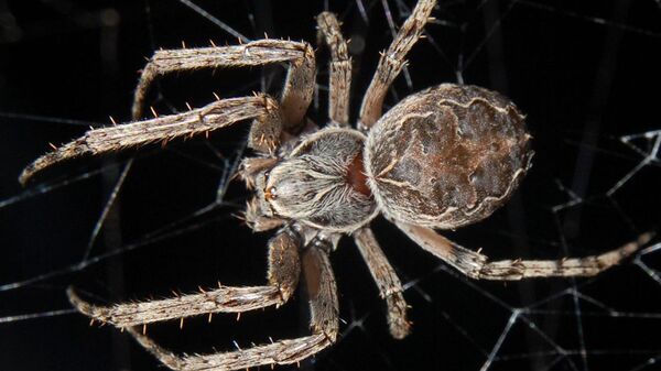 Aranha fêmea da espécie Larinioides sclopetarius - Sputnik Brasil