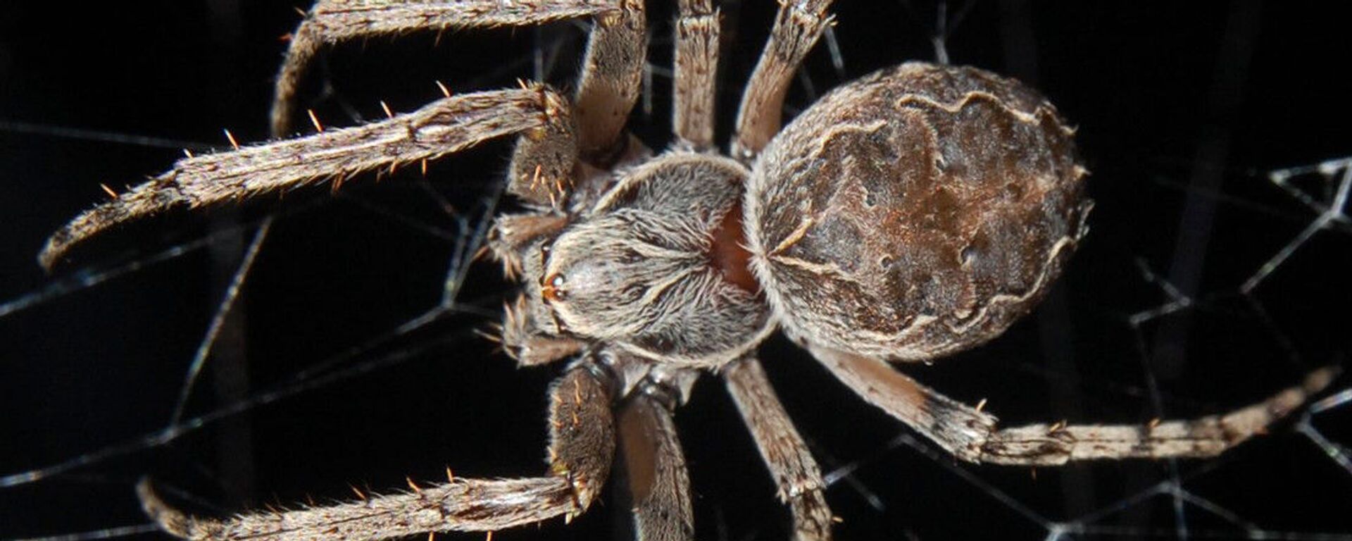 Aranha fêmea da espécie Larinioides sclopetarius - Sputnik Brasil, 1920, 21.02.2022