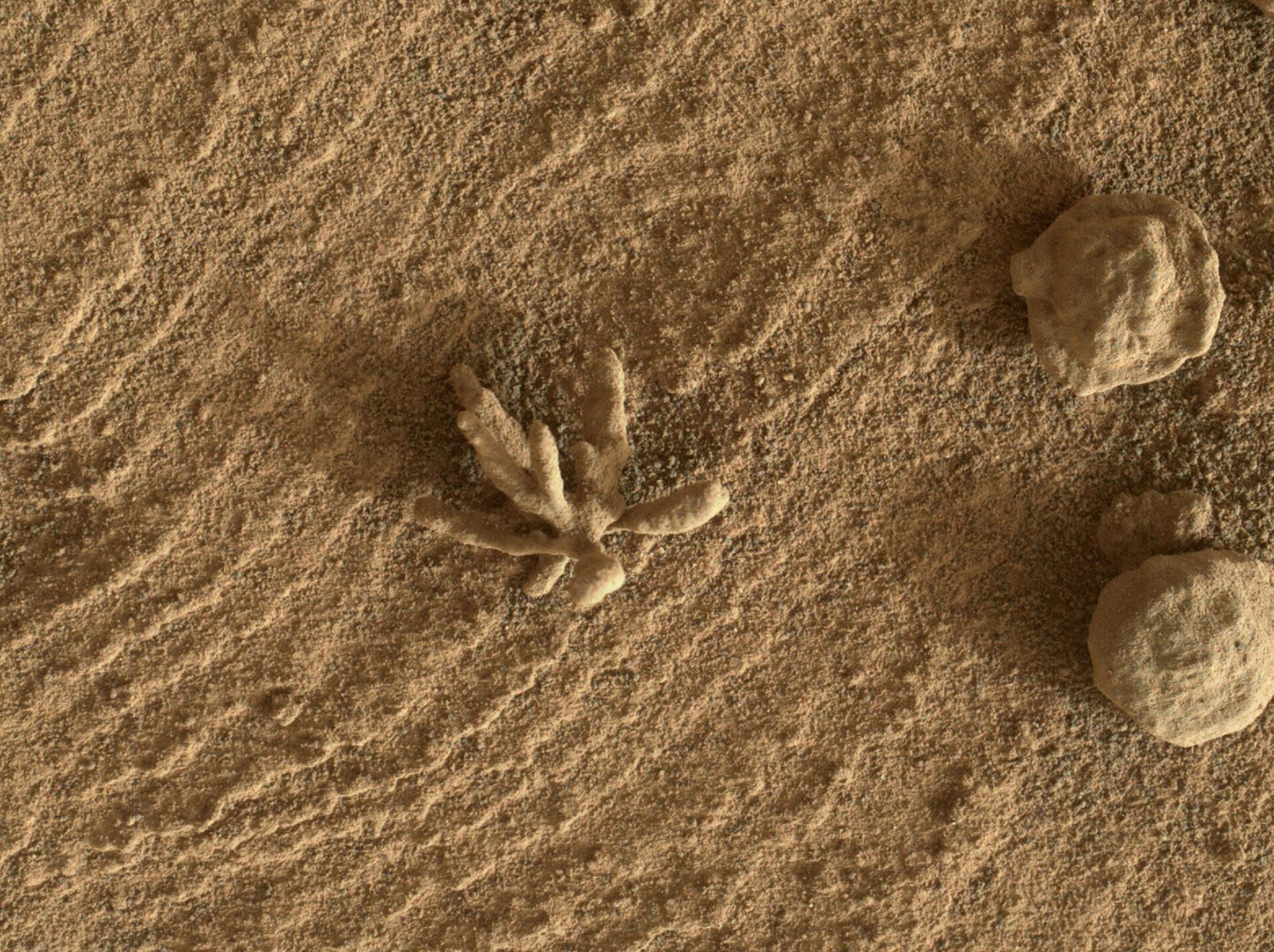 Esta imagem da câmera MAHLI no rover Curiosity Mars da NASA mostra artefatos rochosos esféricos e outro semelhante a uma flor na superfície da cratera Gale em Marte - Sputnik Brasil, 1920, 07.06.2022