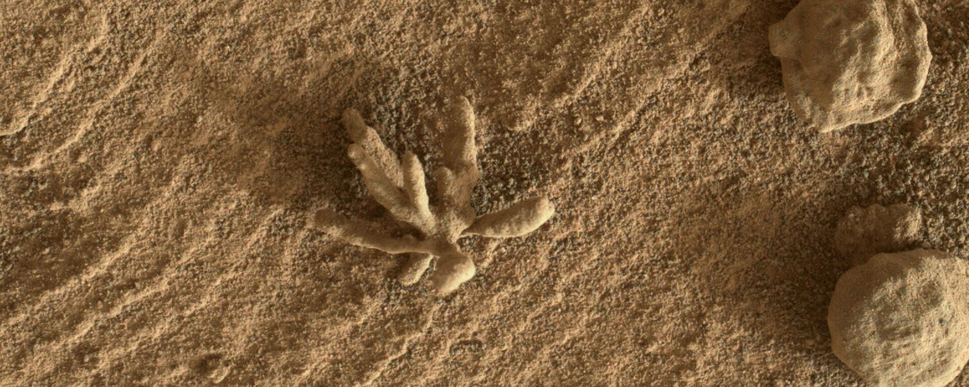 Esta imagem da câmera MAHLI no rover Curiosity Mars da NASA mostra artefatos rochosos esféricos e outro semelhante a uma flor na superfície da cratera Gale em Marte - Sputnik Brasil, 1920, 04.03.2022