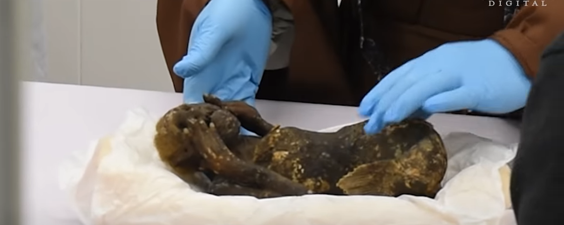 Múmia de criatura metade macaco, metade peixe, sendo examinada em Asakuchi, Japão - Sputnik Brasil, 1920, 08.02.2023