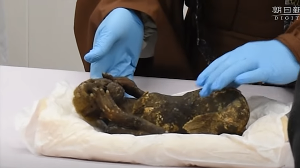 Múmia de criatura metade macaco, metade peixe, sendo examinada em Asakuchi, Japão - Sputnik Brasil