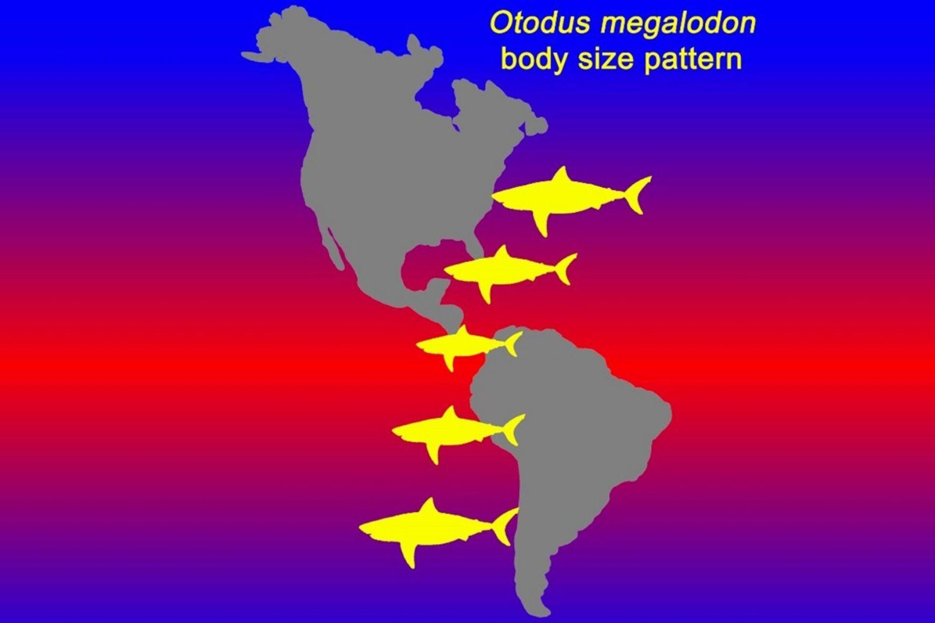 Esquema demonstrando o tamanho médio do megalodon em diferentes regiões - Sputnik Brasil, 1920, 07.03.2022
