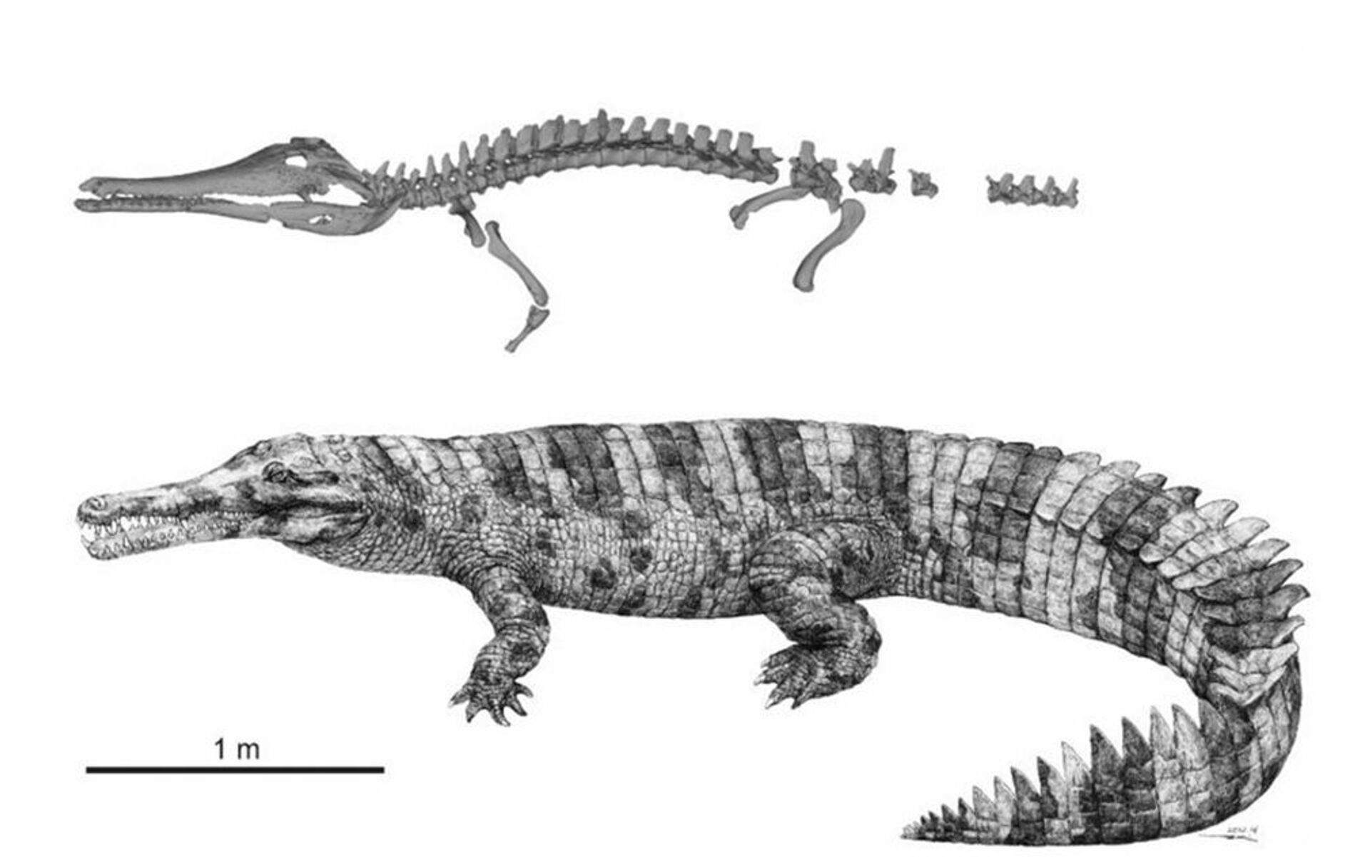 Fósseis de Hanyusuchus sinensis e um desenho do gavial - Sputnik Brasil, 1920, 09.03.2022