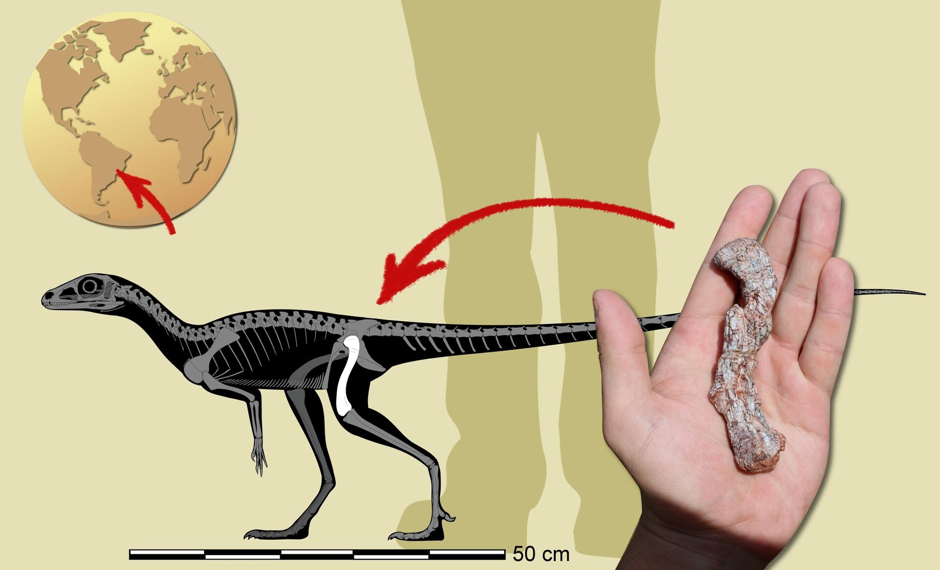 Precursor dos dinossauros é descoberto no Brasil, no Rio Grande do Sul - Sputnik Brasil, 1920, 21.03.2022