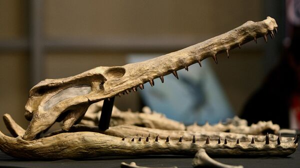 Réplica de um crocodiliforme de 62 milhões de anos é apresentada à imprensa no Museu Nacional, no Rio de Janeiro, Brasil, em 26 de março de 2008. - Sputnik Brasil