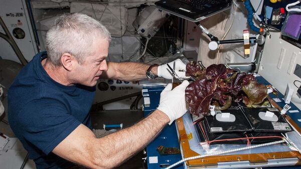 O astronauta da NASA Steve Swanson colhe alface vermelha que foi cultivada a partir de sementes dentro das instalações da Estação Espacial Internacional - Sputnik Brasil
