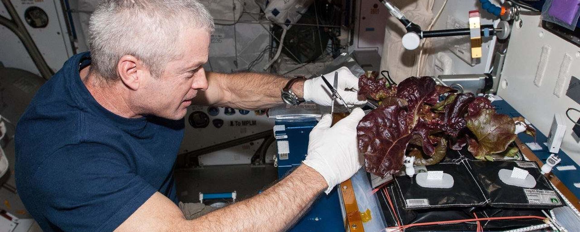 O astronauta da NASA Steve Swanson colhe alface vermelha que foi cultivada a partir de sementes dentro das instalações da Estação Espacial Internacional - Sputnik Brasil, 1920, 23.03.2022