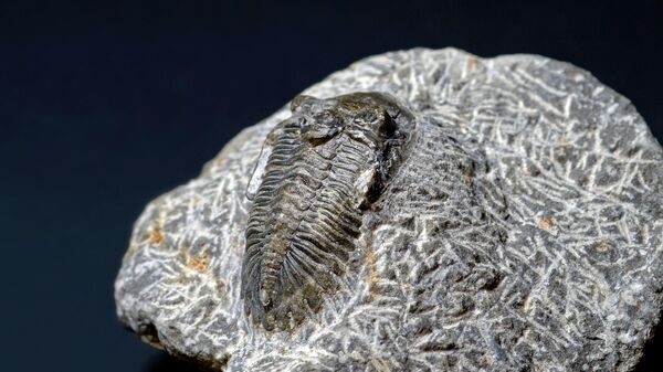 Fóssil de trilobita - Sputnik Brasil