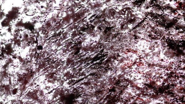 Filamentos pectinados e alinhados paralelamente, compostos de hematita vermelha, alguns com torções, tubos e diferentes tipos de esferoides de hematita. Estes são os microfósseis mais antigos da Terra, que viviam no fundo do mar próximo às fontes hidrotermais, e metabolizavam ferro, enxofre e dióxido de carbono. Rochas Verdes Nuvvuagittuq (NSB, na sigla em inglês), Québec, Canadá - Sputnik Brasil