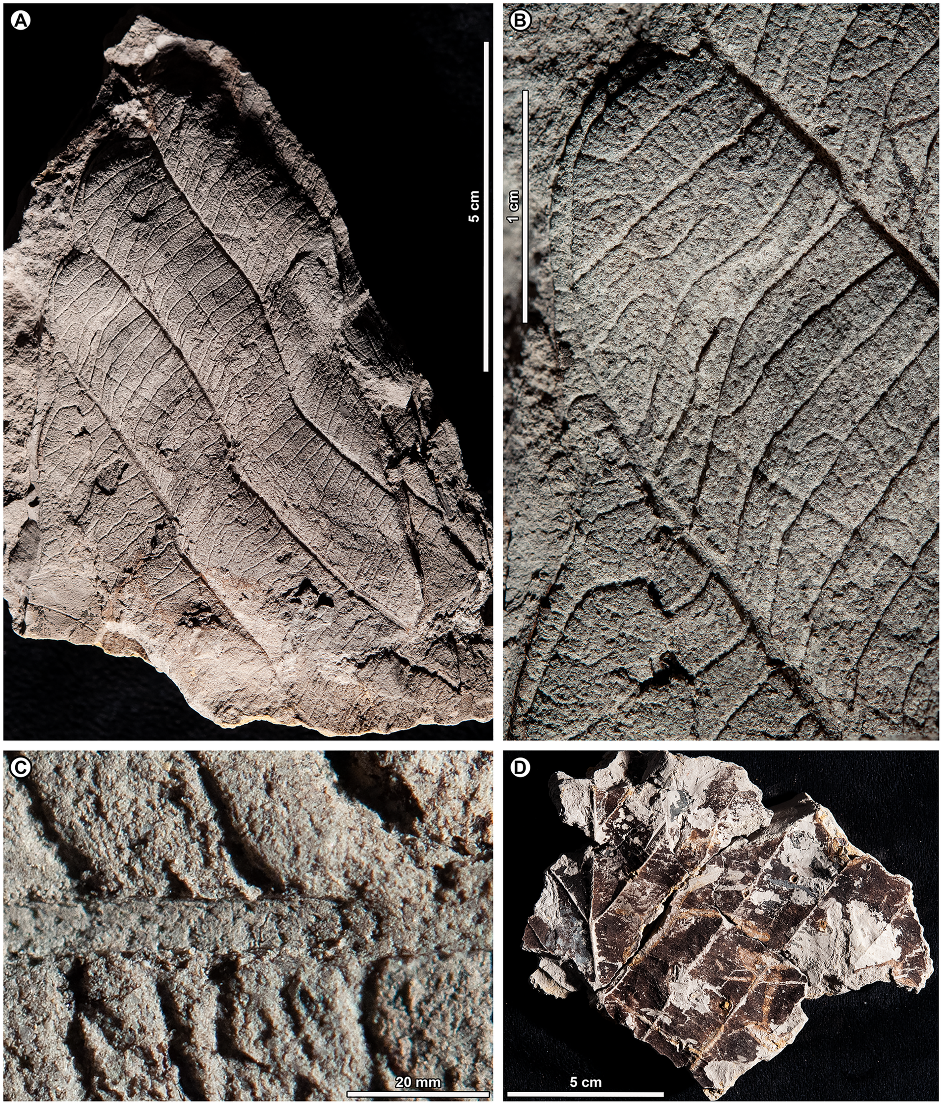 Folhas fósseis de Brunei Darussalam mostram dominância de dipterocarpos em Bornéu no período Plioceno - Sputnik Brasil, 1920, 02.05.2022