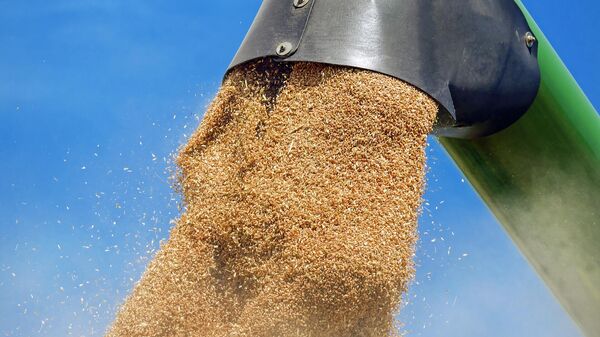 Grãos de trigo (imagem ilustrativa) - Sputnik Brasil