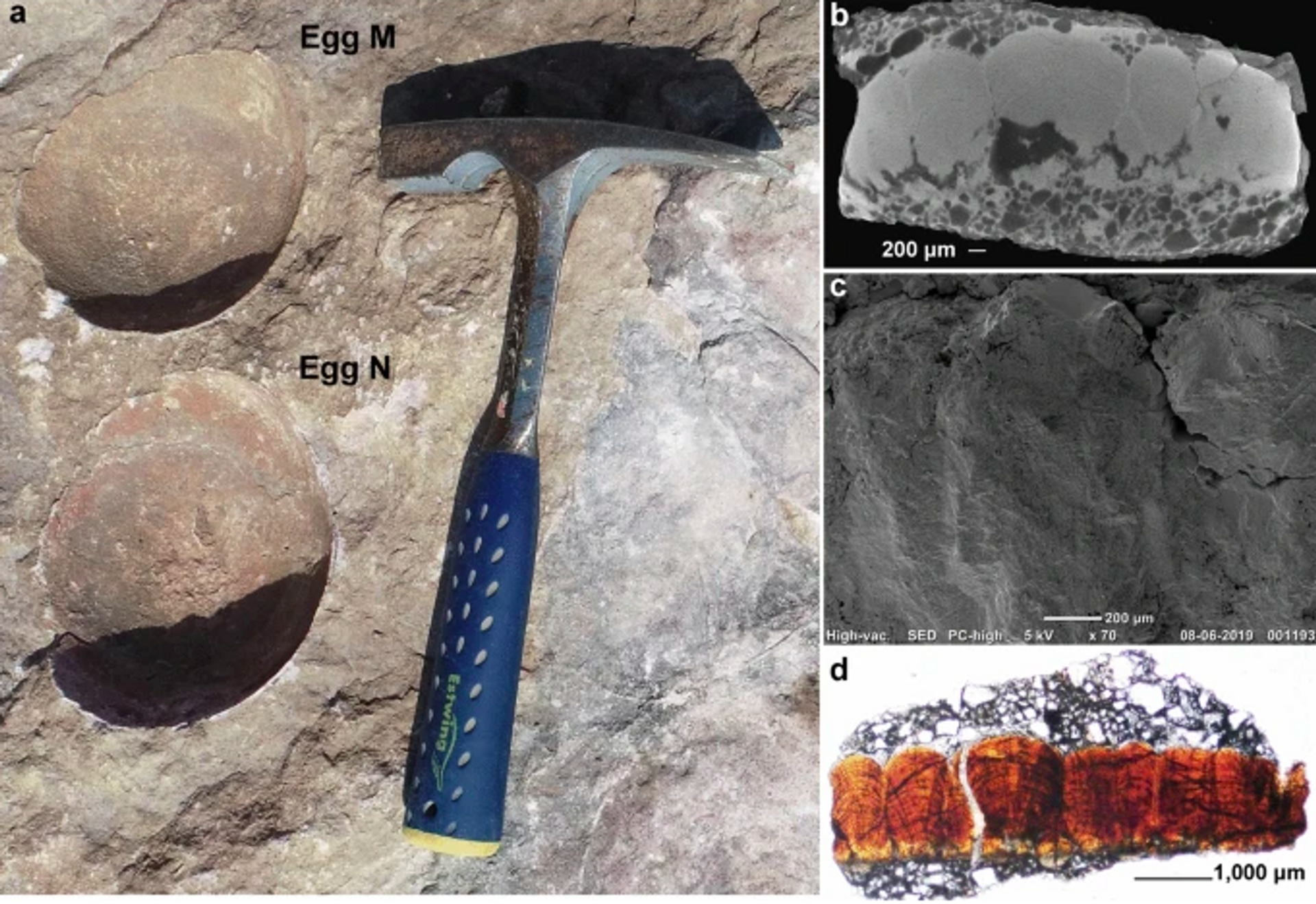 Fotografia de campo e imagens microscópicas da casca de ovo de saurópode descoberto na Índia - Sputnik Brasil, 1920, 13.06.2022