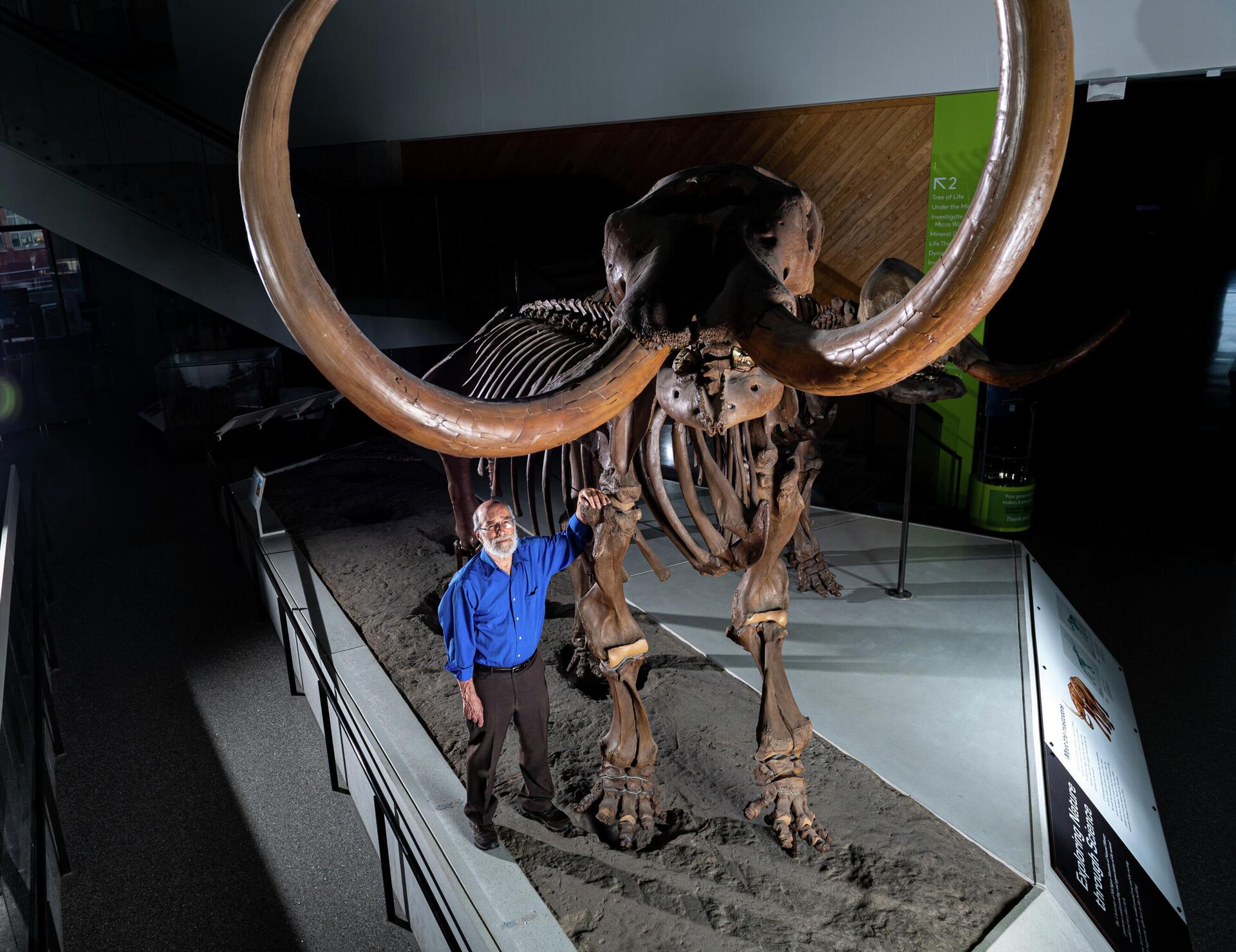 Daniel Fisher, paleontólogo da Universidade de Michigan, com o esqueleto montado do mastodonte Buesching, descoberto em 1998, composto por moldes de ossos individuais produzidos em fibra de vidro, exposto publicamente no Museu de História Natural da Universidade de Michigan em Ann Arbor, Michigan, EUA - Sputnik Brasil, 1920, 15.06.2022