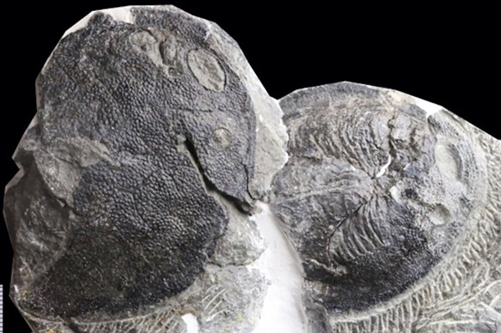 Fóssil de 419 milhões de anos de idade com filamentos de brânquias totalmente preservados na primeira câmara das brânquias - Sputnik Brasil, 1920, 21.06.2022