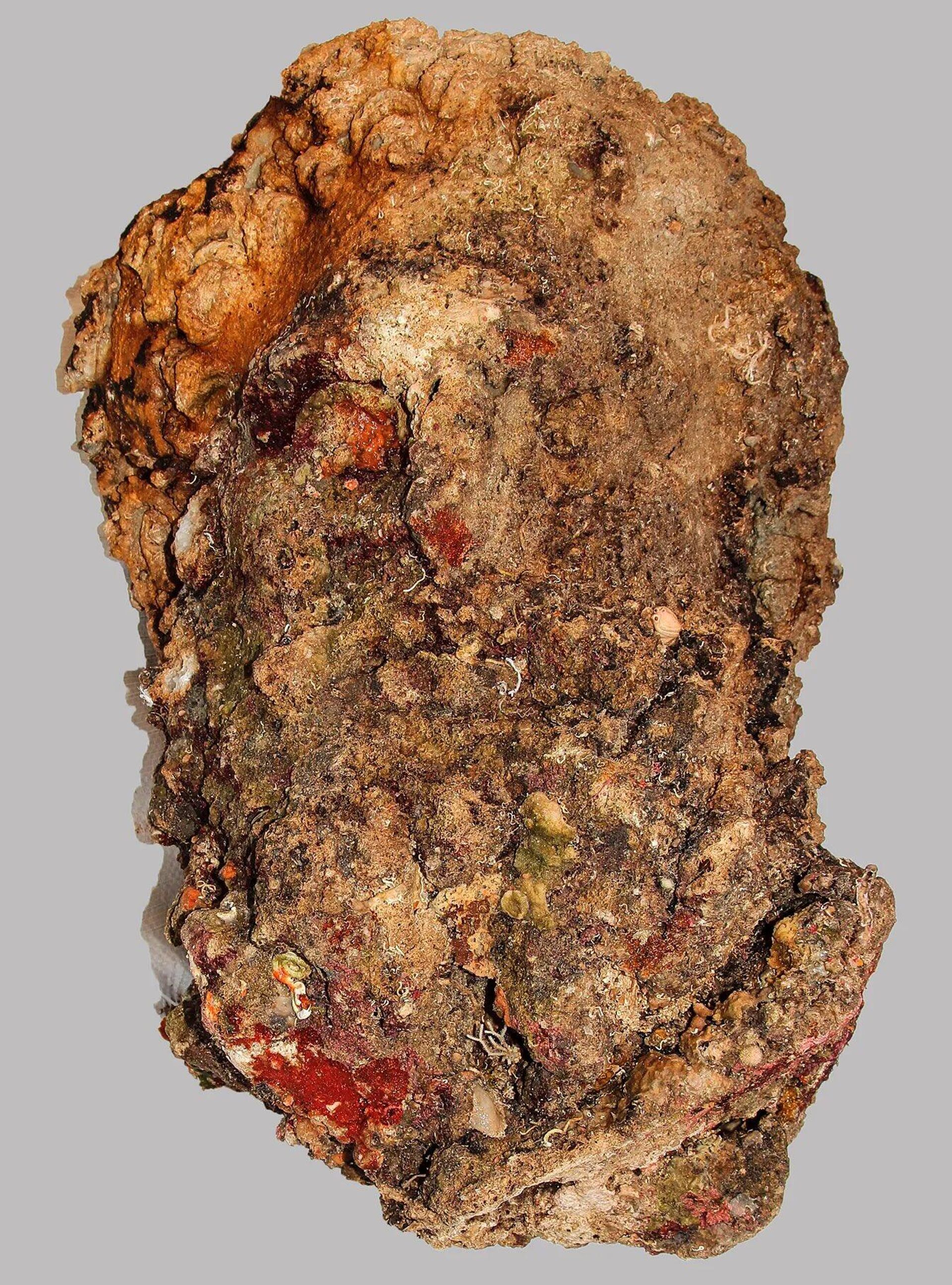Cabeça de mármore de Hércules achada em restos de barco naufragado Antikythera há mais de 2.000 anos - Sputnik Brasil, 1920, 22.06.2022