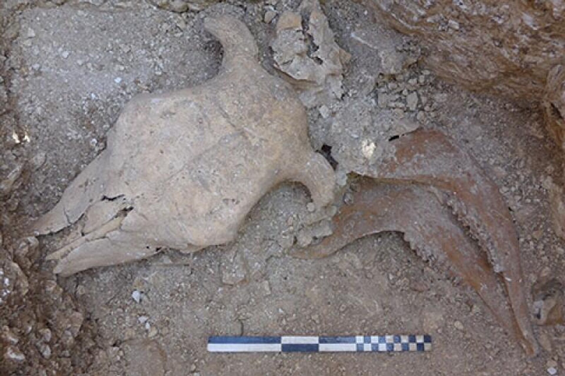 Crânio de vaca com vértebras e ossos da mandíbula separados em poço descoberto no Reino Unido - Sputnik Brasil, 1920, 04.07.2022