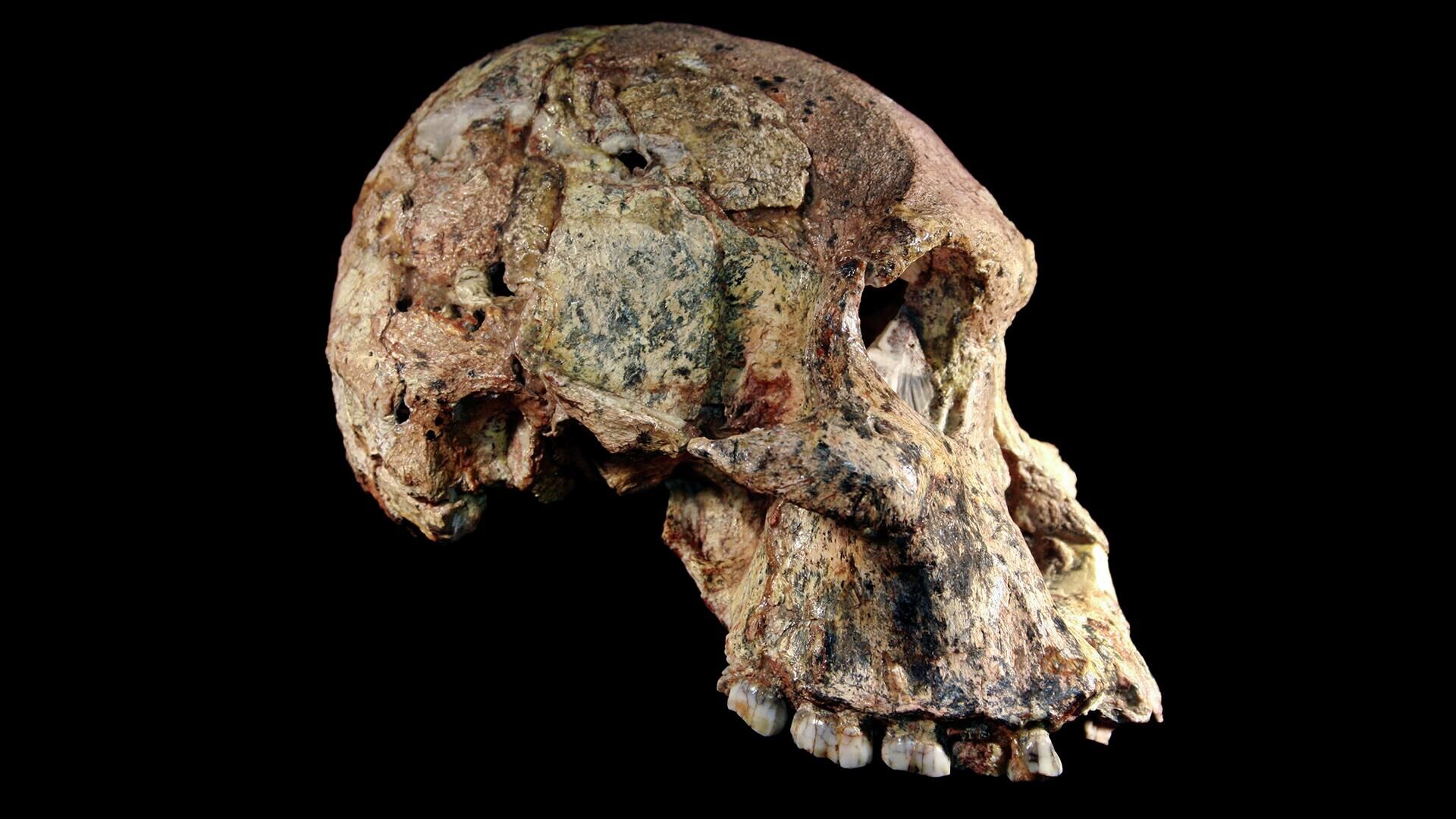 Fêmea Australopithecus descoberta em 1947 em Sterkfontein, África do Sul, e recentemente datada de 3,4 a 3,6 milhões de anos - Sputnik Brasil, 1920, 04.07.2022