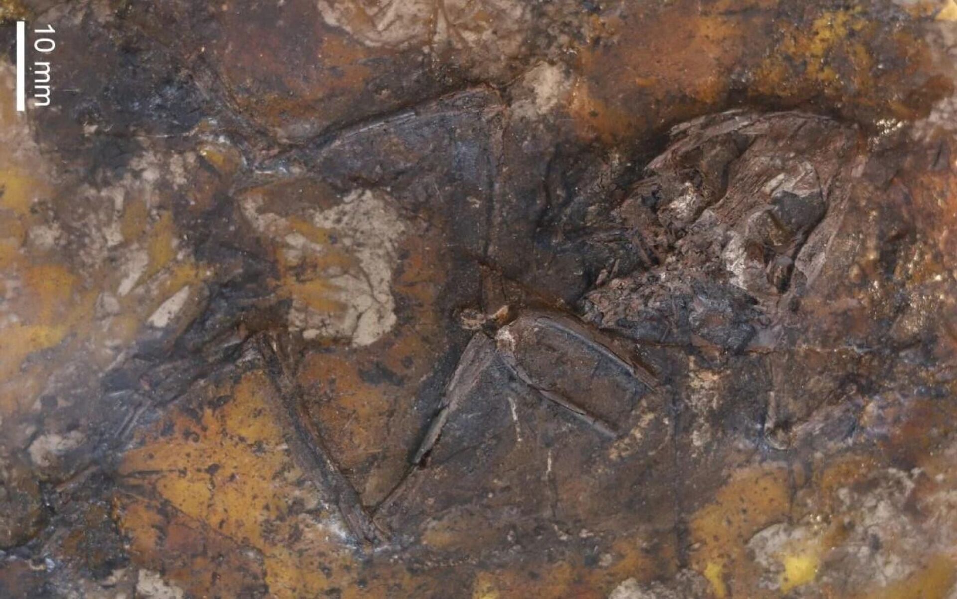 O fóssil de 45 milhões de anos de uma rã que provavelmente morreu após o acasalamento e se partiu ao meio nas correntes de água - Sputnik Brasil, 1920, 06.07.2022
