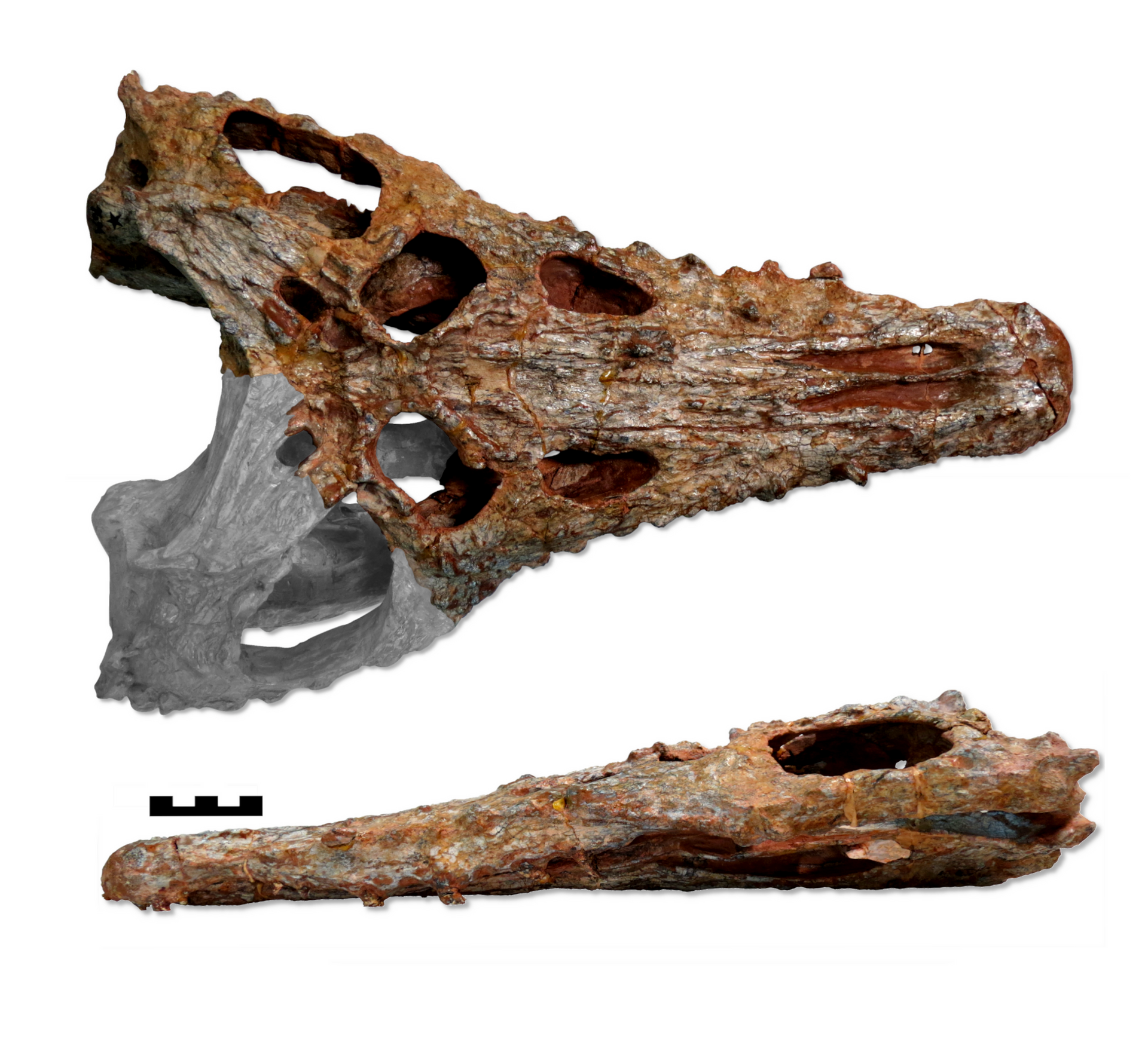 Detalhe do crânio do único espécime conhecido de Proterochampsa nodosa, descoberto na década de 1970, visto de cima, e de lado - Sputnik Brasil, 1920, 09.07.2022