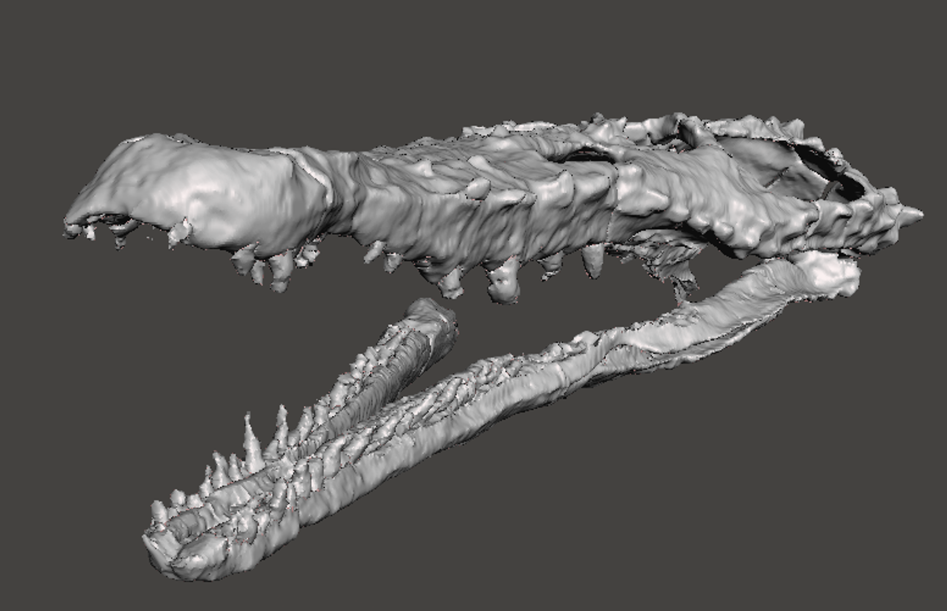 Detalhe do crânio e da mandíbula de Proterochampsa nodosa, que foram separados virtualmente no novo estudo, a partir das tecnologias de imagem - Sputnik Brasil, 1920, 09.07.2022