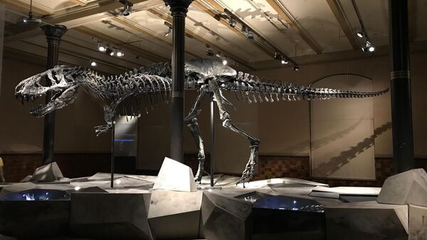 Dinossauro em museu - Sputnik Brasil