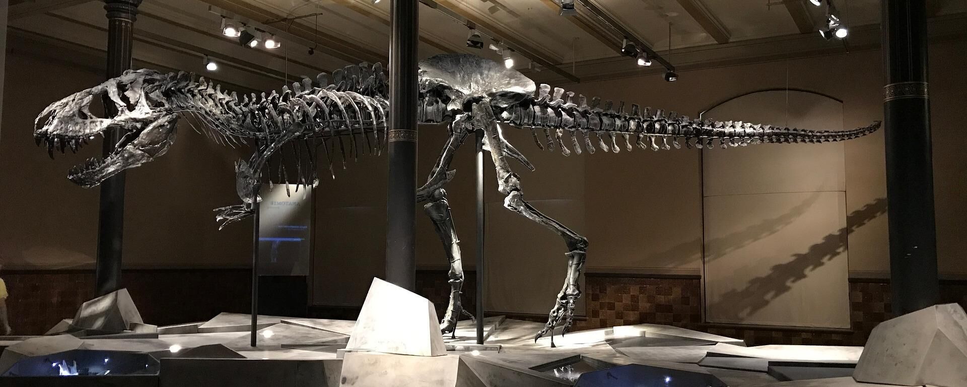 Dinossauro em museu - Sputnik Brasil, 1920, 20.07.2022