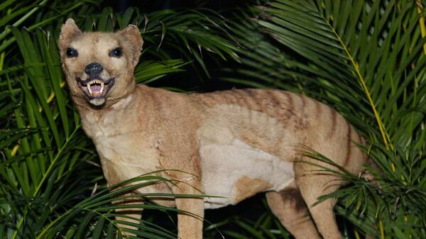 Tigre-da-tasmânia, Thylacinus cynocephalus, um marsupial carnívoro extinto há quase 90 anos - Sputnik Brasil