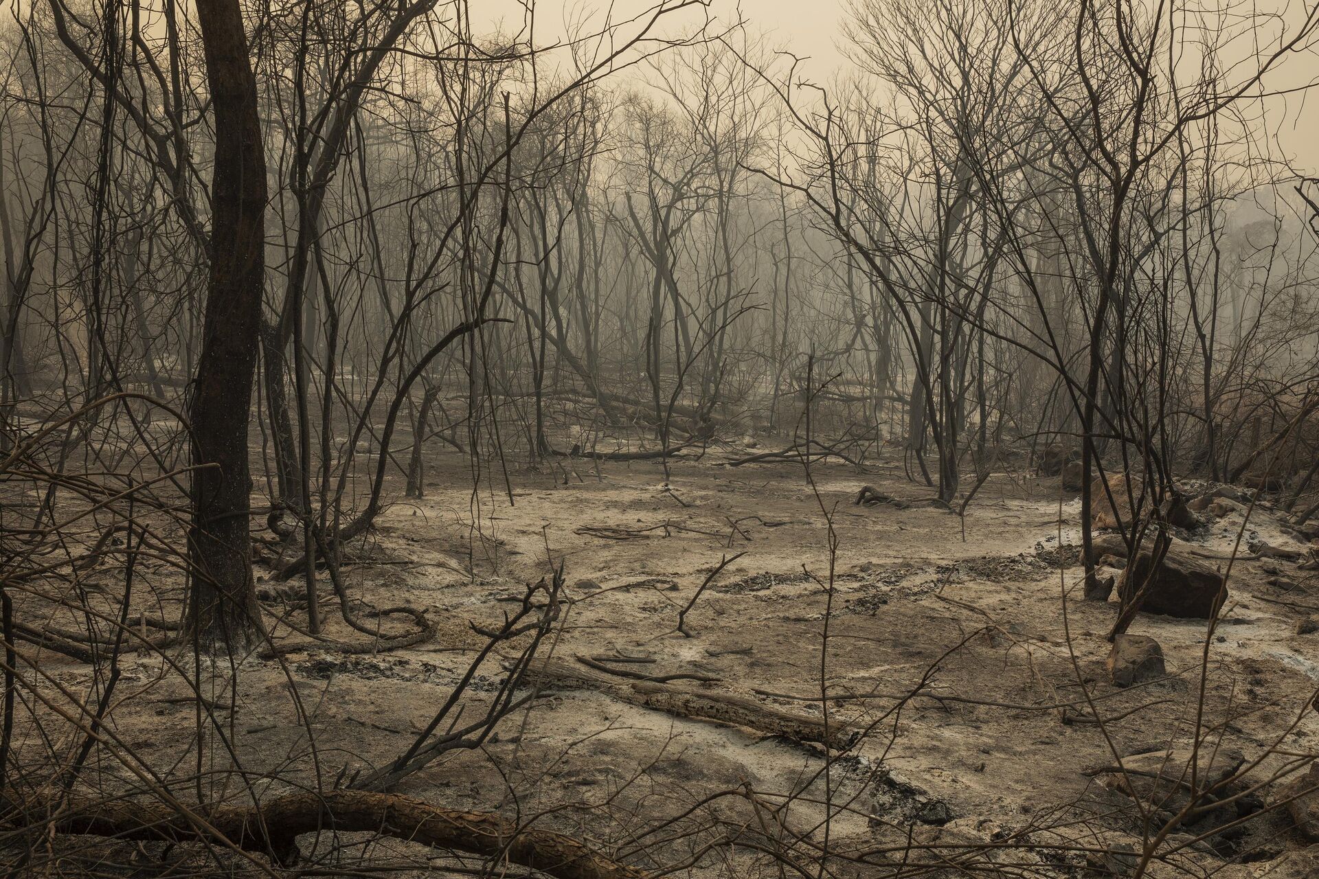 Mata queimada por incêndio florestal que atingiu o Pantanal e se espalhou rapidamente, matando até animais velozes, como antas, macacos e aves, em 4 de outubro de 2020 - Sputnik Brasil, 1920, 05.09.2022