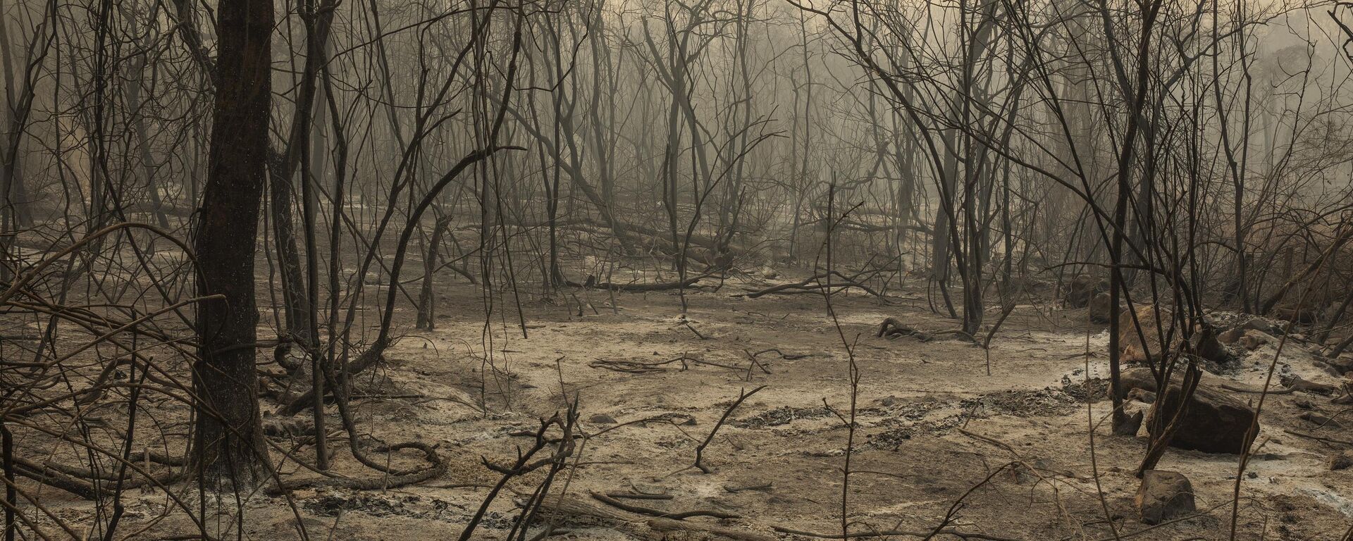 Mata queimada por incêndio florestal que atingiu o Pantanal e se espalhou rapidamente, matando até animais velozes, como antas, macacos e aves, em 4 de outubro de 2020 - Sputnik Brasil, 1920, 31.10.2022