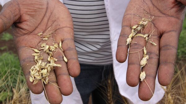 Arquivo: cientista segura grãos de trigo de plantas infectadas com o fungo da ferrugem do caule Ug99 no Instituto de Pesquisa Agrícola do Quênia em Njoro, Quênia, 200 quilômetros a noroeste de Nairobi, 22 de outubro de 2010 - Sputnik Brasil