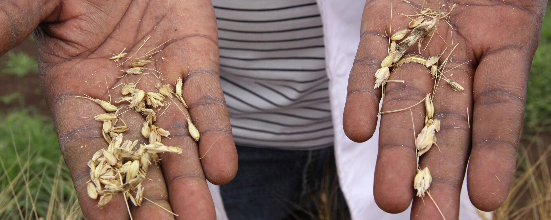 Arquivo: cientista segura grãos de trigo de plantas infectadas com o fungo da ferrugem do caule Ug99 no Instituto de Pesquisa Agrícola do Quênia em Njoro, Quênia, 200 quilômetros a noroeste de Nairobi, 22 de outubro de 2010 - Sputnik Brasil, 1920, 07.09.2022