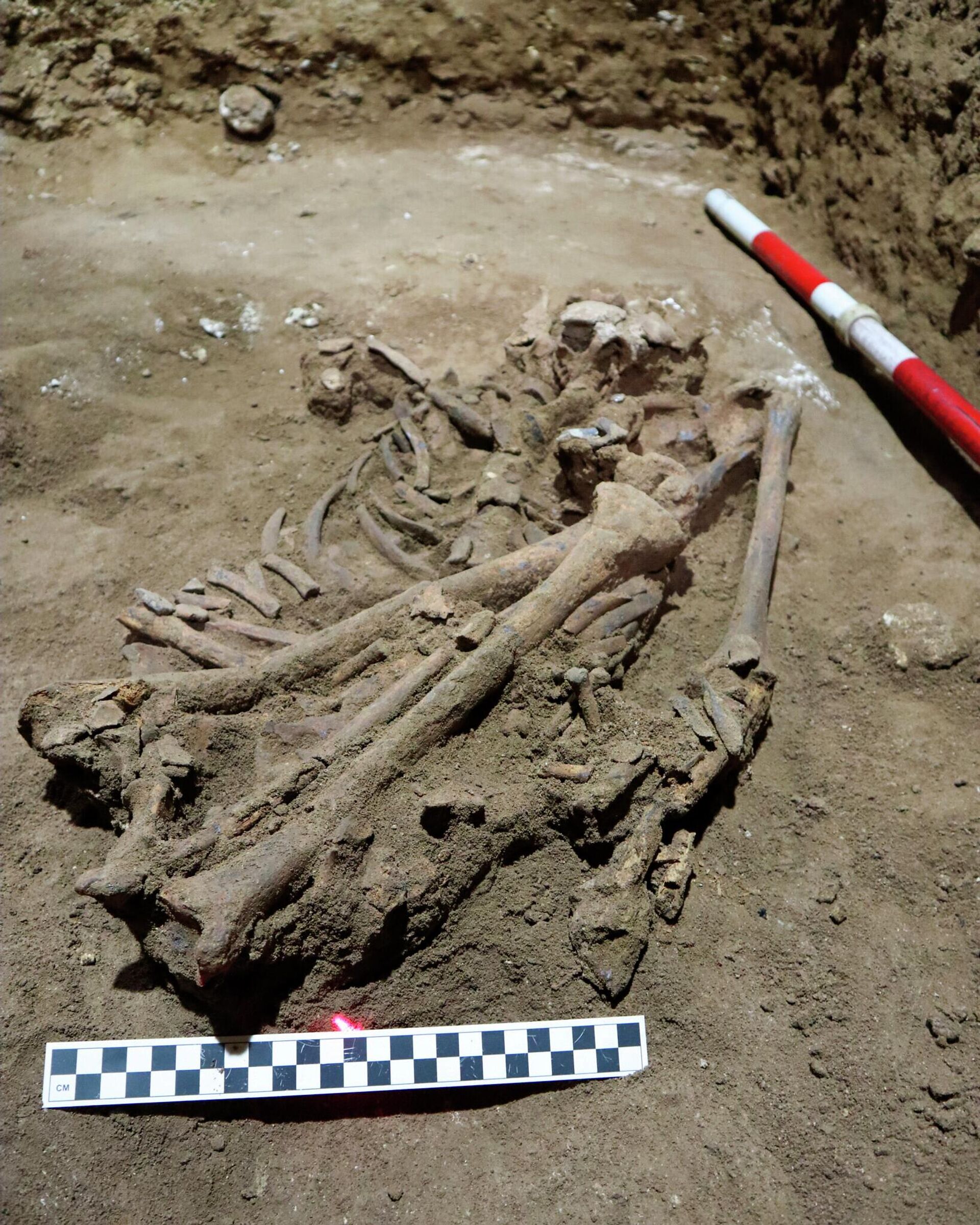 Esqueleto encontrado na Indonésia revela 1ª amputação cirúrgica há 31 mil anos - Sputnik Brasil, 1920, 08.09.2022