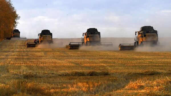 Trabalhadores agrícolas operam colheitadeiras nos campos da empresa Solgon durante a colheita de trigo fora da aldeia siberiana de Talniki, no distrito Uzhursky, na região de Krasnoyarsk, na Rússia - Sputnik Brasil
