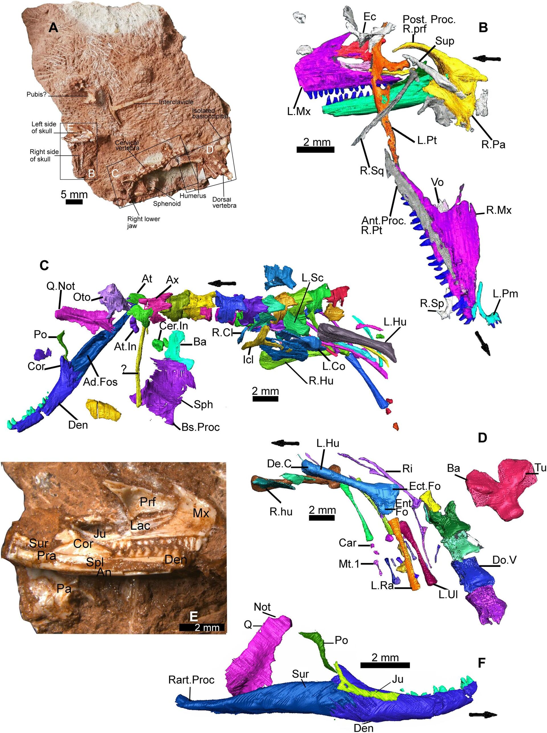 A nova espécie, parente fóssil dos atuais lagartos monitores, foi identificada entre uma coleção de espécimes recuperados de uma mina do sudoeste da Inglaterra - Sputnik Brasil, 1920, 04.12.2022