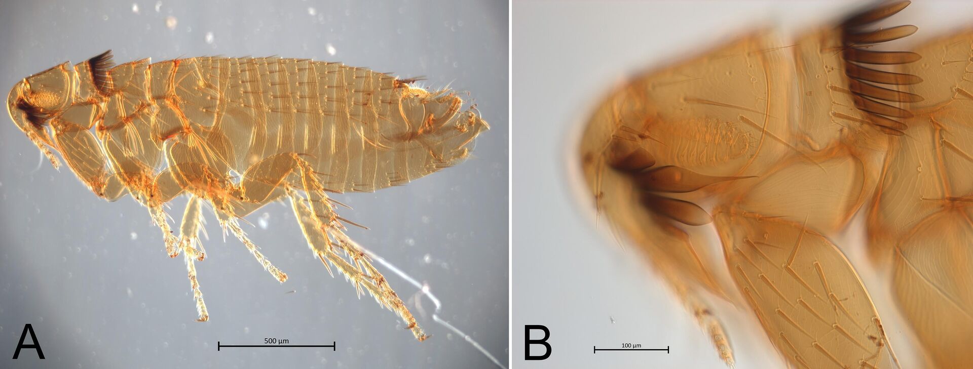 espécies de pulgas descobertas Paleopsylla soricis e Amalaraeus penicilliger (TyumSMU) - Sputnik Brasil, 1920, 07.12.2022