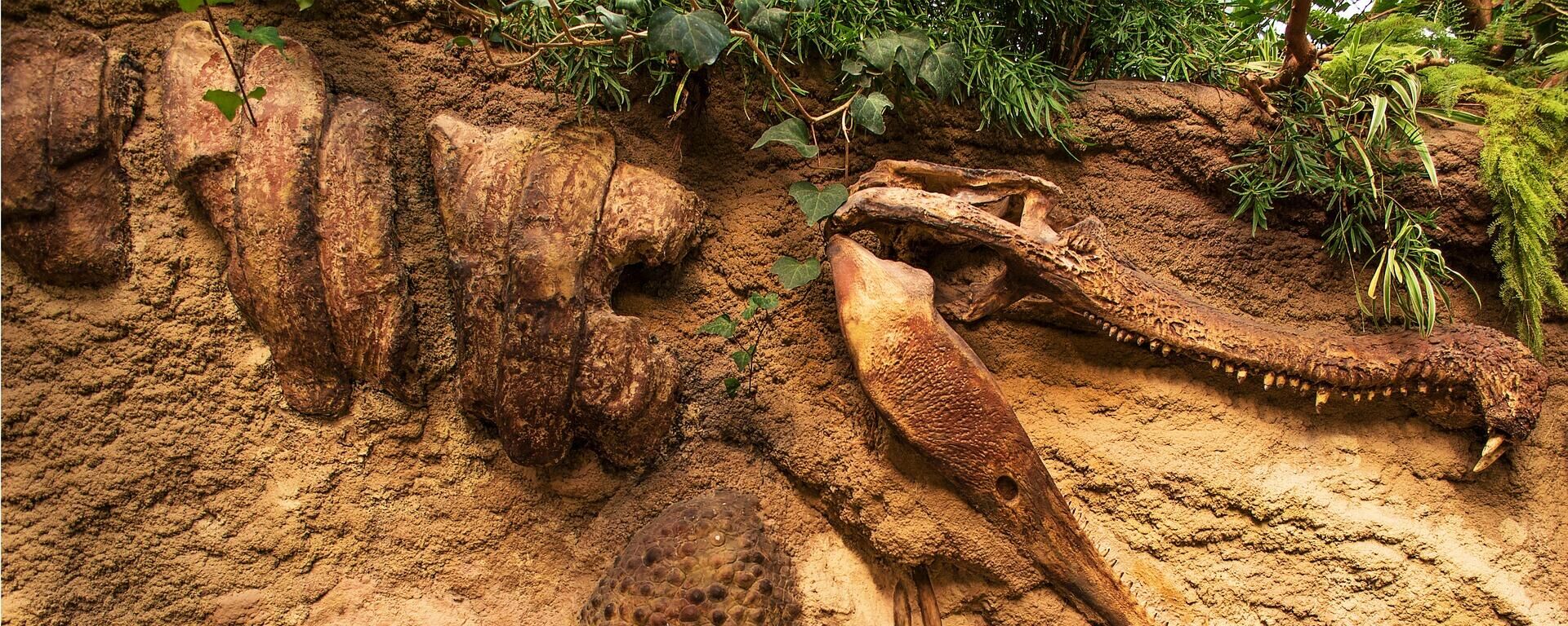 Fóssil de dinossauro (imagem referencial) - Sputnik Brasil, 1920, 07.12.2022