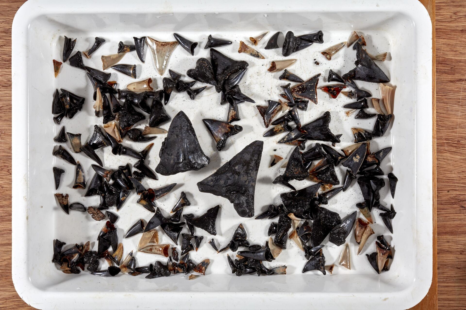Dentes de tubarão recolhidos do fundo do mar perto das ilhas Cocos, no oceano Índico, a 5.400 metros de profundidade - Sputnik Brasil, 1920, 11.12.2022