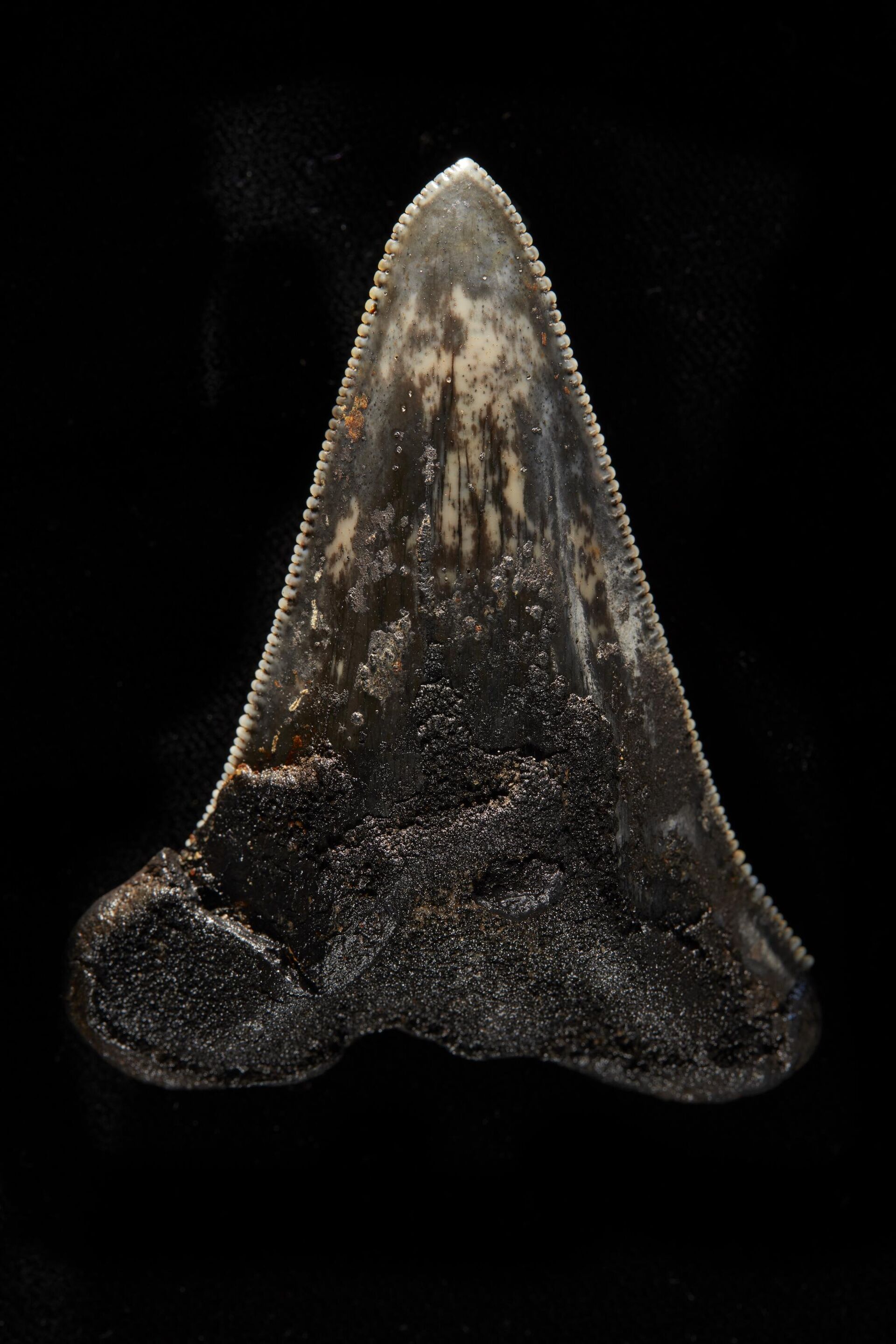 Dente de ancestral megalodonte coletado do fundo do mar perto das ilhas Cocos, no oceano Índico - Sputnik Brasil, 1920, 11.12.2022