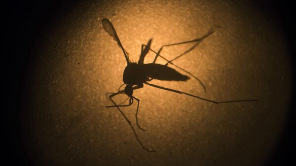 Mosquito Aedes aegypti, vetor do vírus da dengue, fotografado através de microscópio da Fundação Oswaldo Cruz (Fiocruz) - Sputnik Brasil